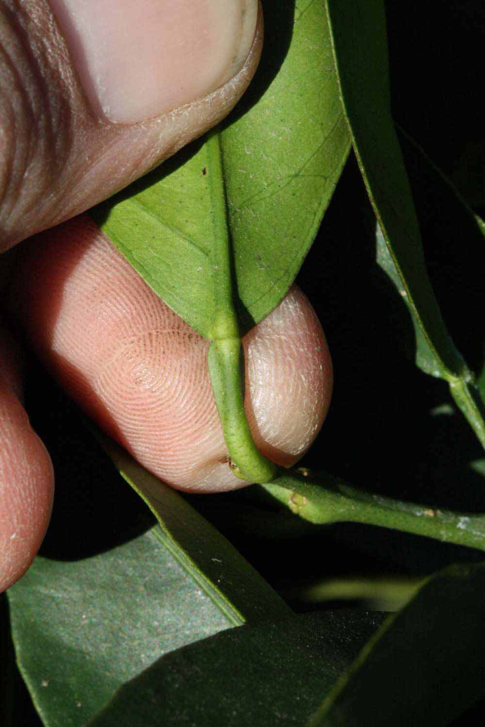              Petiole (Riverside, CA)       